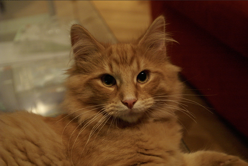 poes